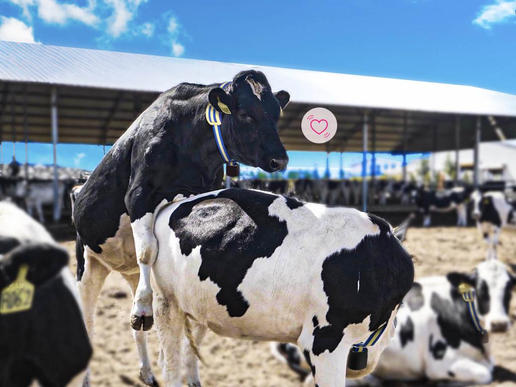 smart-cow-collar-for-heat-detection-and-health-monitoring-sveaverken